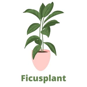 FicusPlant